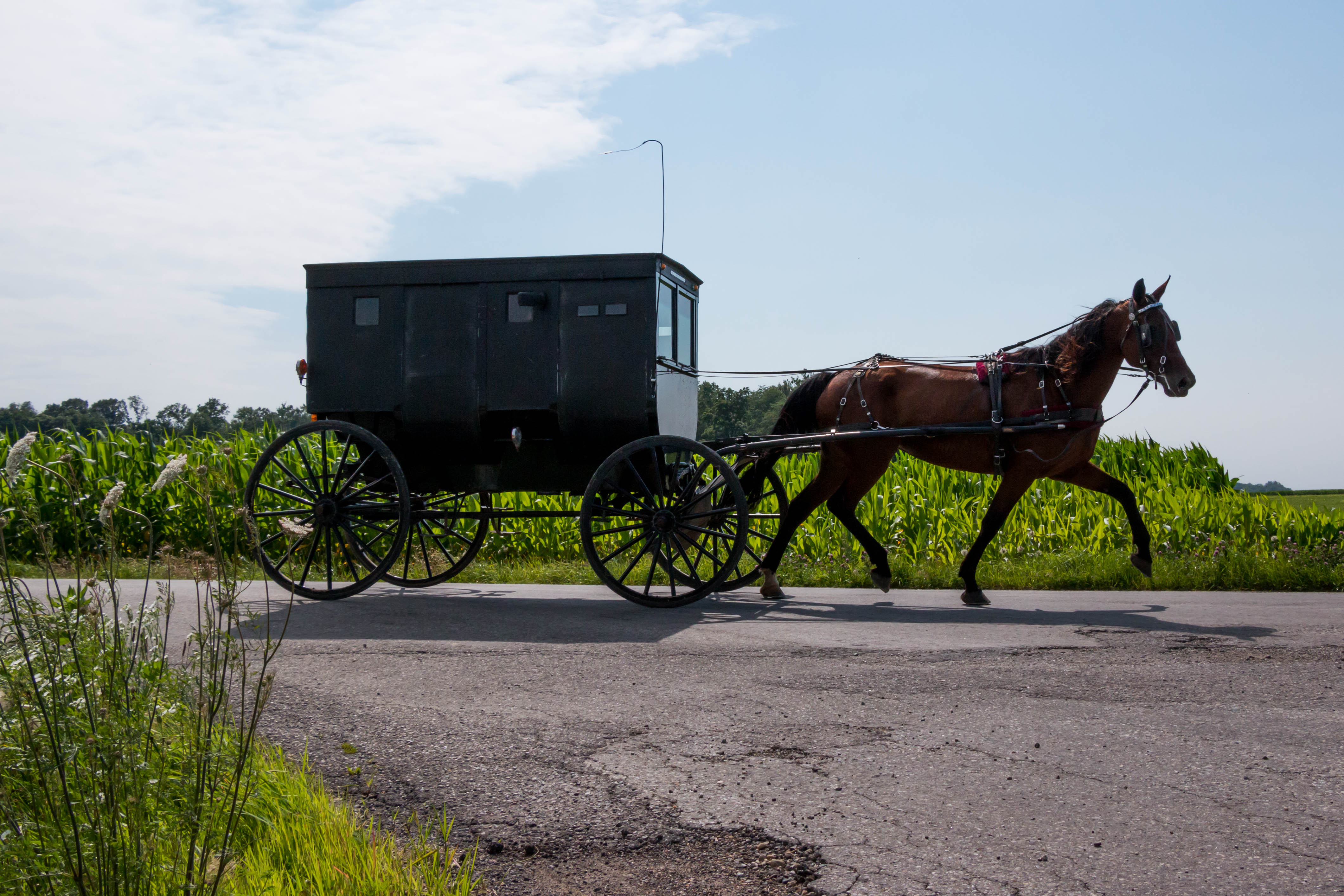 Amish horse and buggy ride